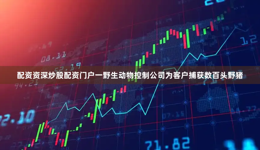 配资资深炒股配资门户一野生动物控制公司为客户捕获数百头野猪